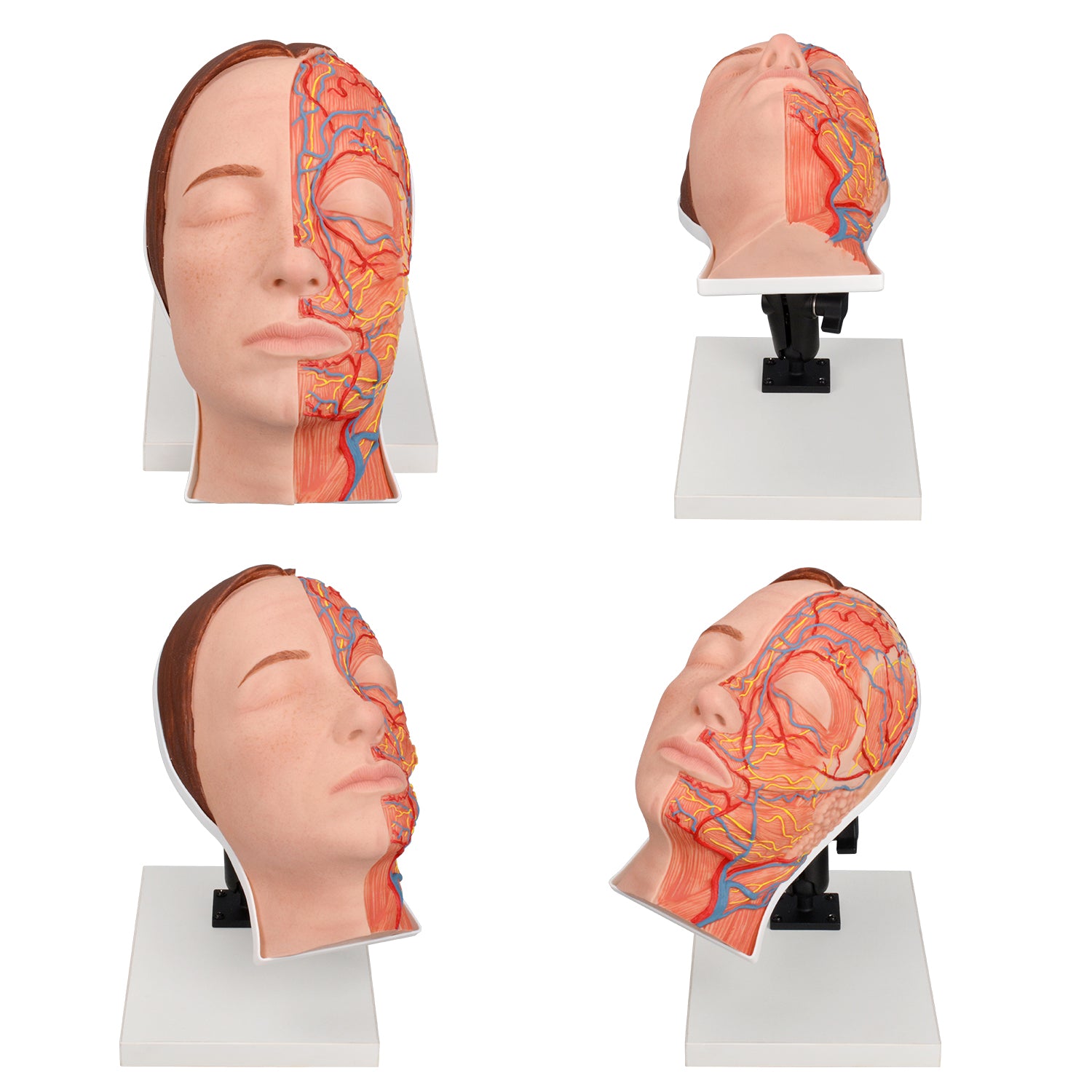 Facial Injection Training Model for Aesthetic Medicine Training