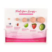 Feel for Yourself: Breast Lump Display Model