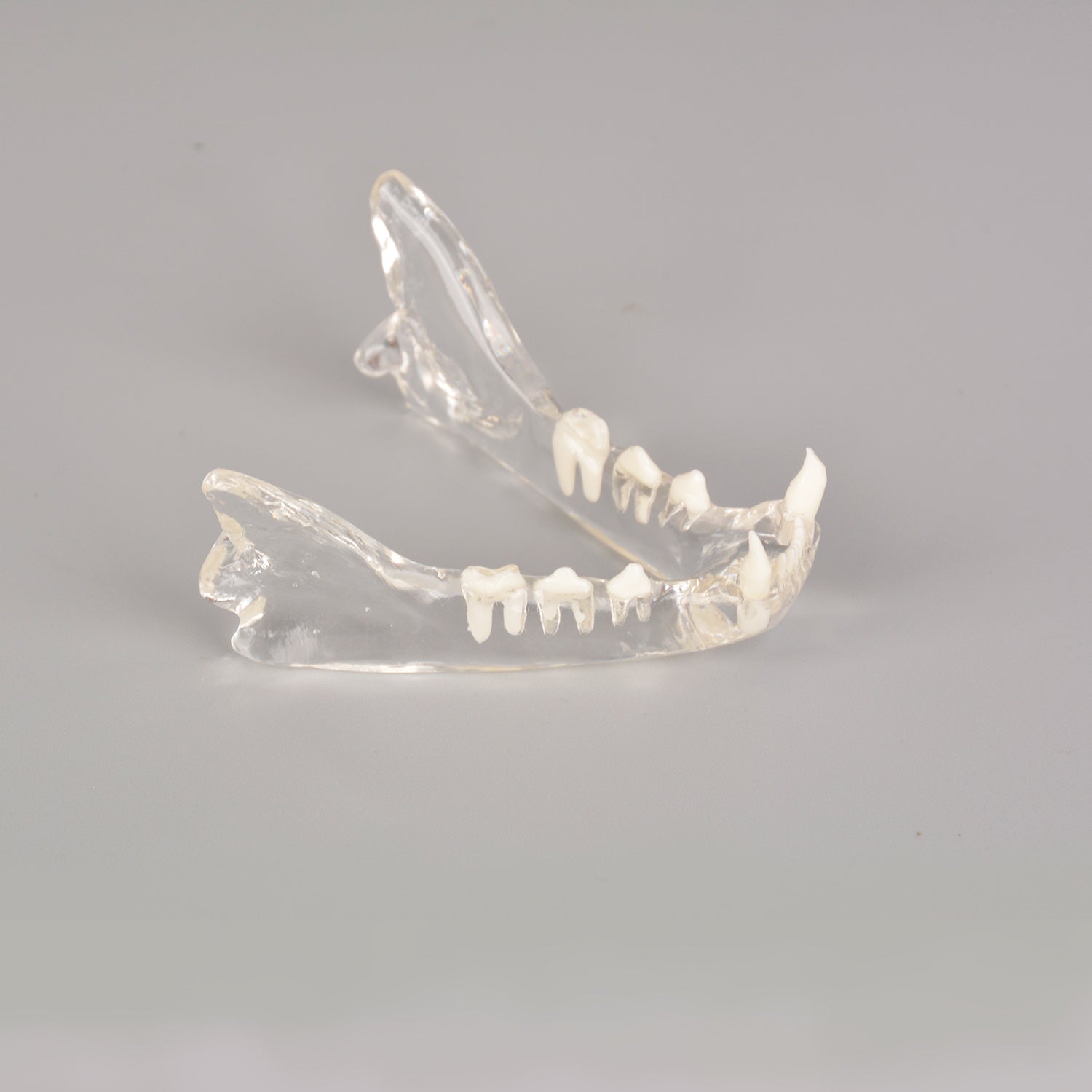 Feline Dental Anatomy Model for Veterinary Education
