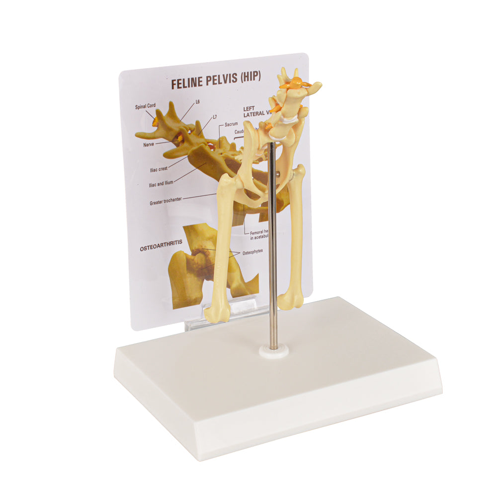 Feline Hip Joint Anatomy Model
