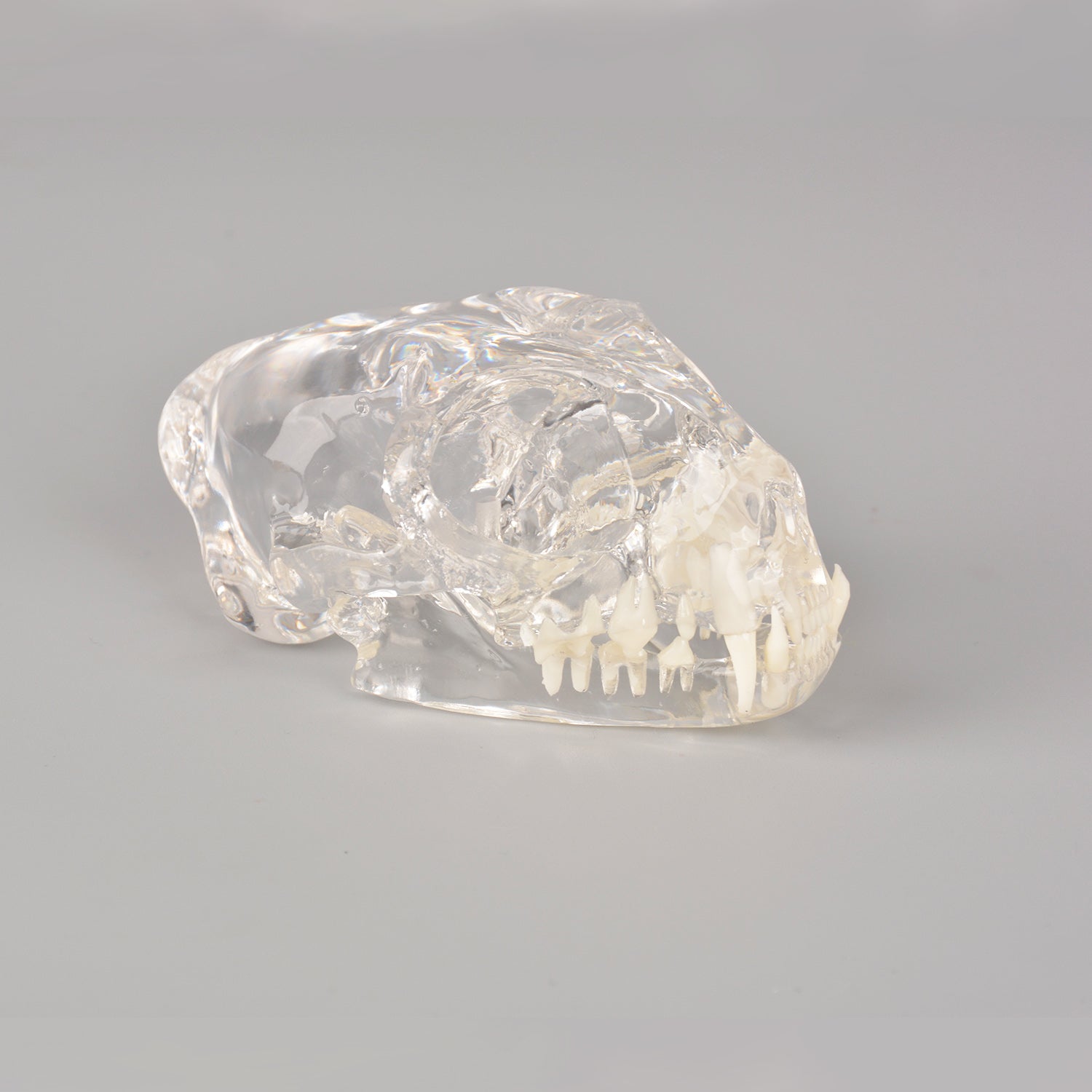 Feline Oral Anatomy Teaching Model