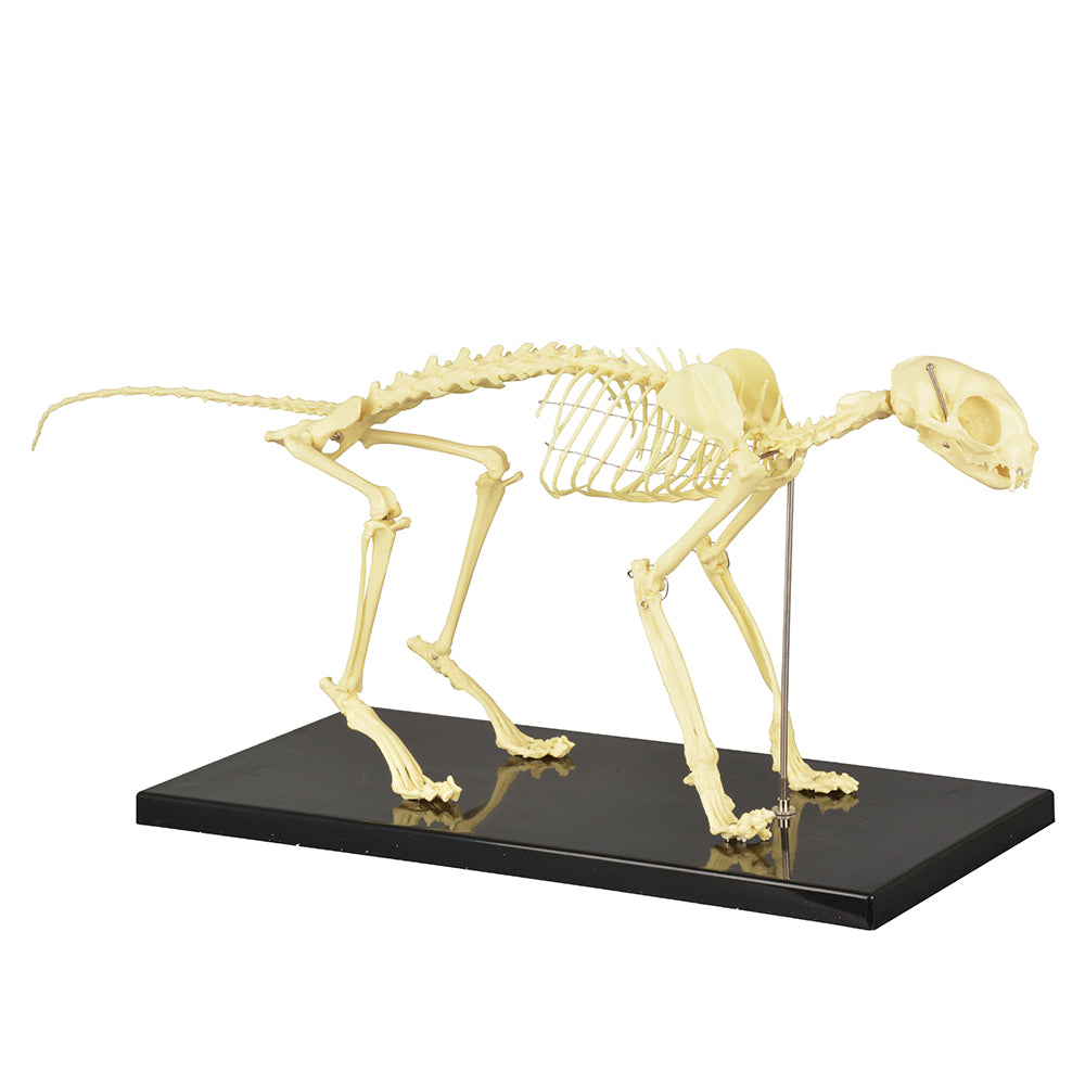 Feline Skeleton Anatomy Replica