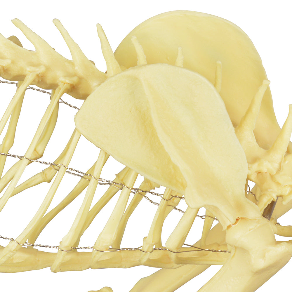 Feline Skeleton Model