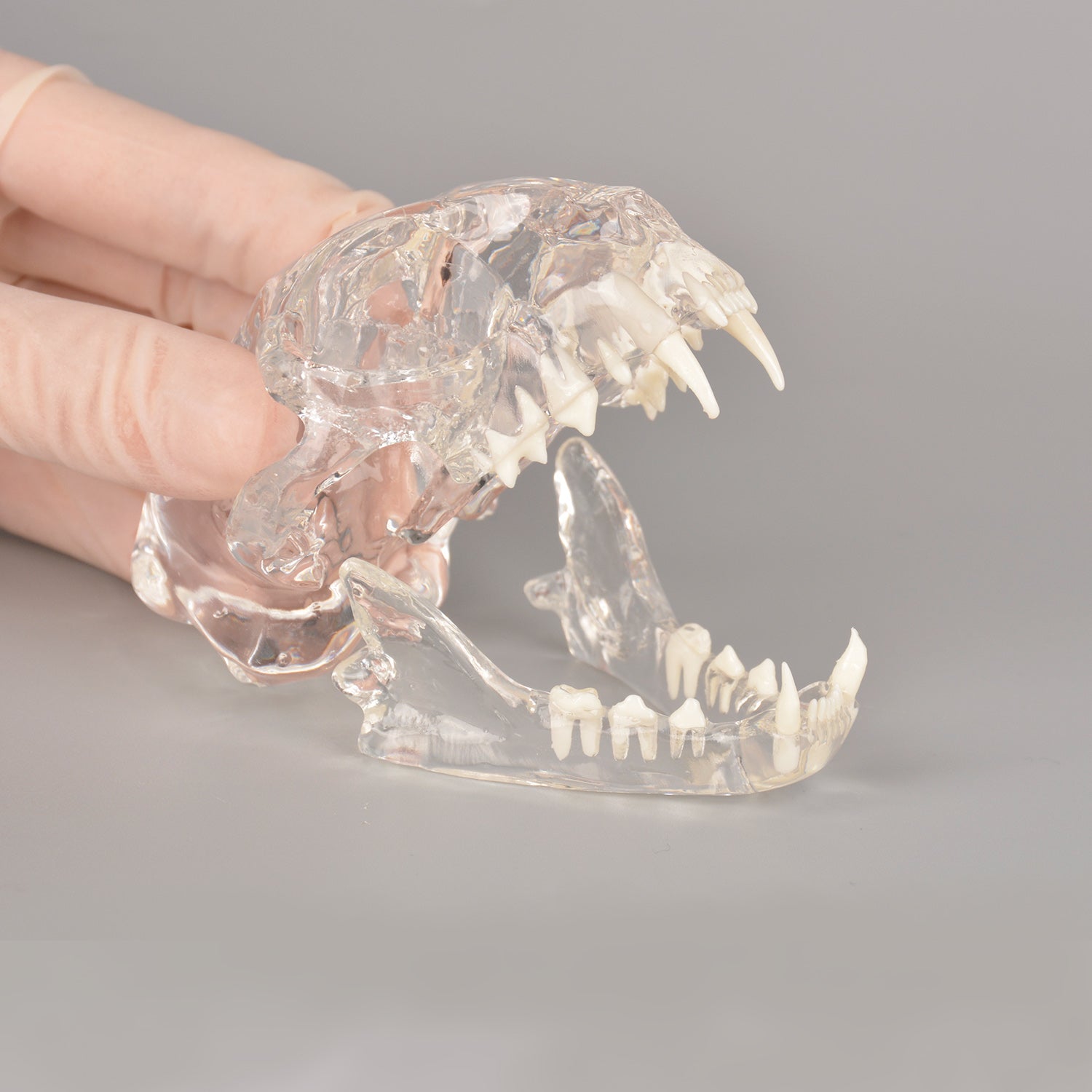 Feline Skull Dentoform Dental Model