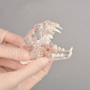 Feline Skull Dentoform Dental Model with Radiopaque Teeth