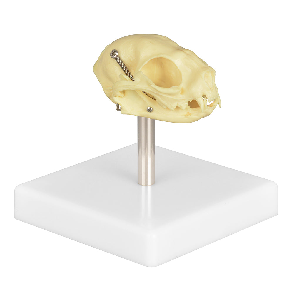Feline Skull Model