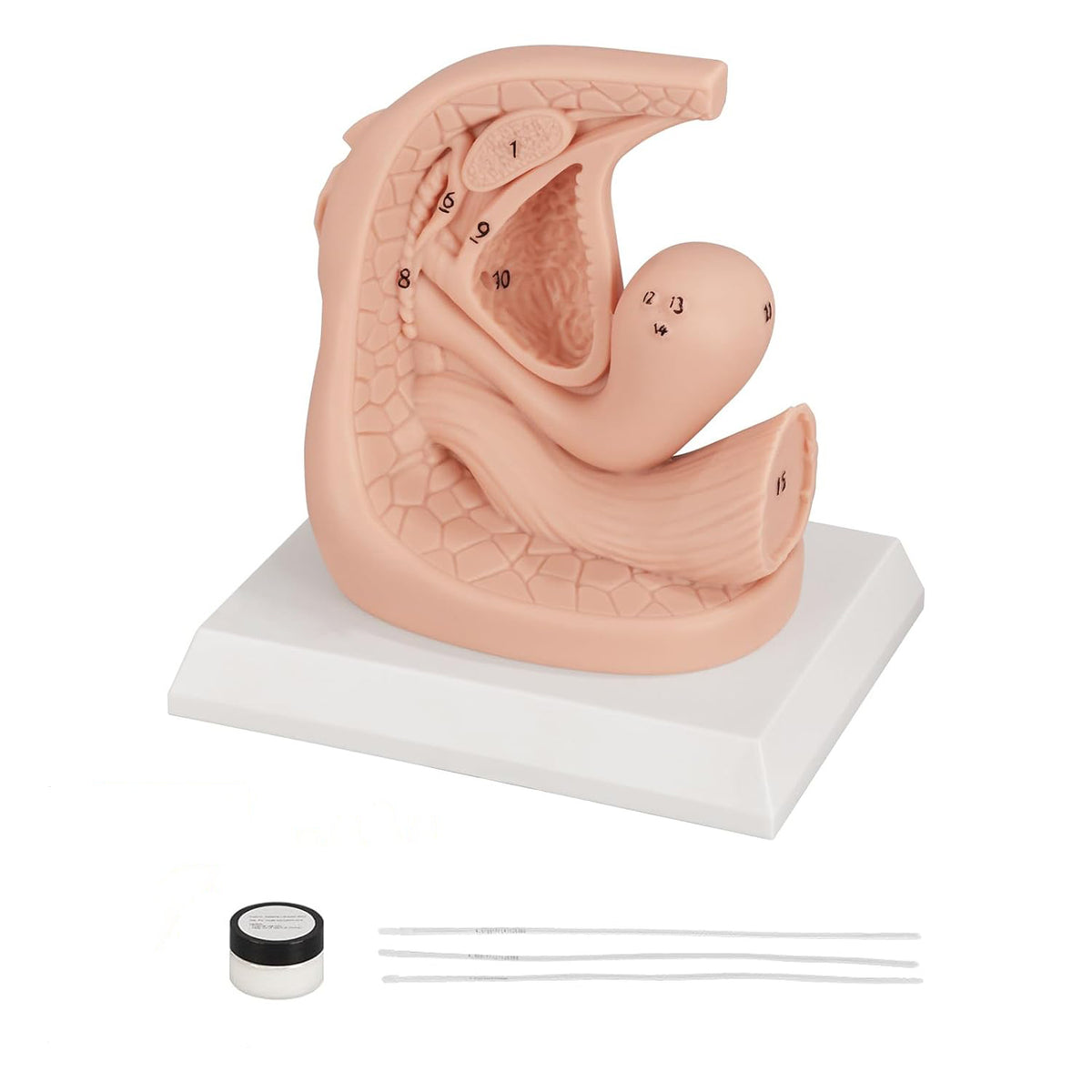 Female Urinary Catheterization Training Model