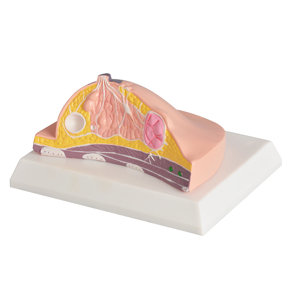 Female Breast Model Anatomy