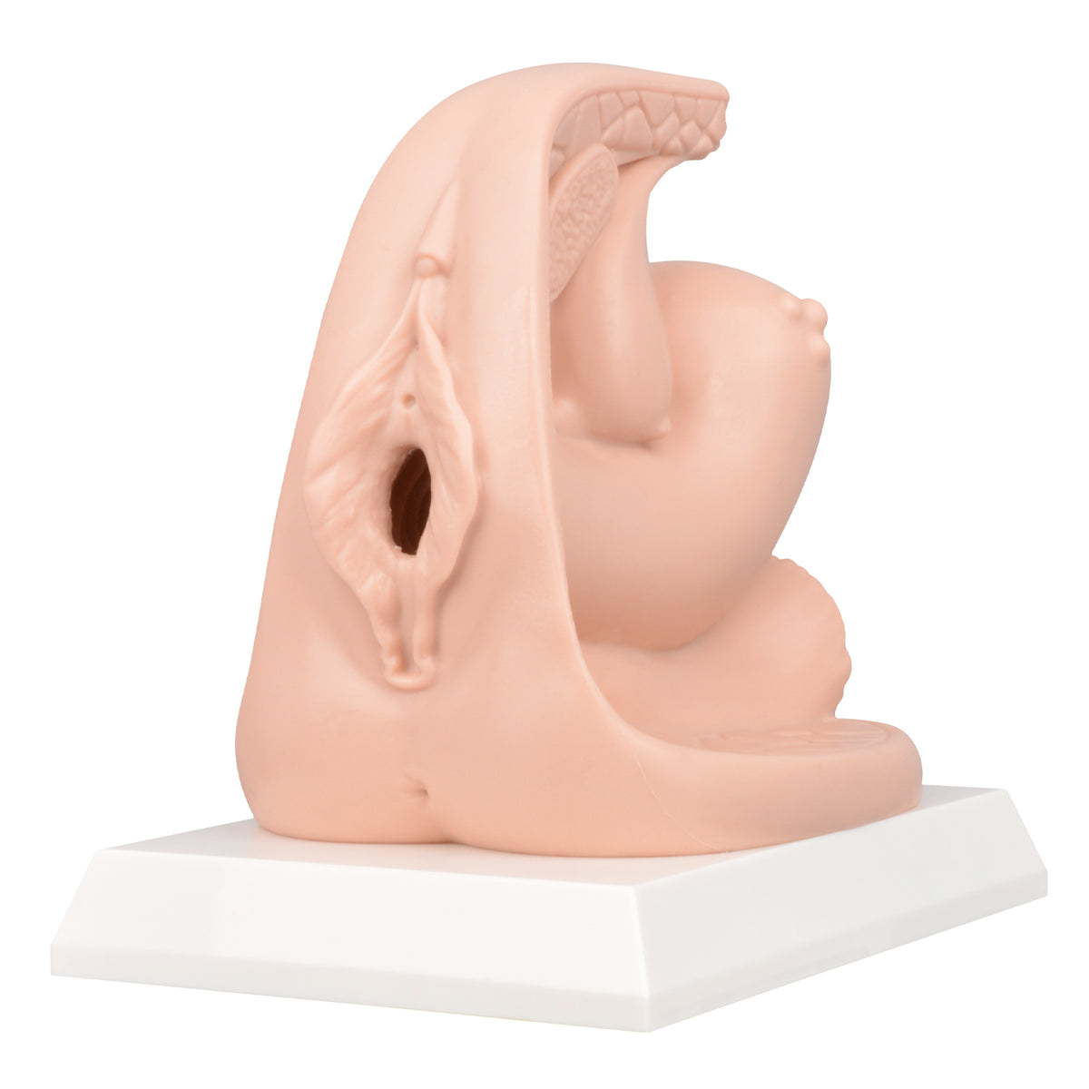 Female Contraceptive Training Model