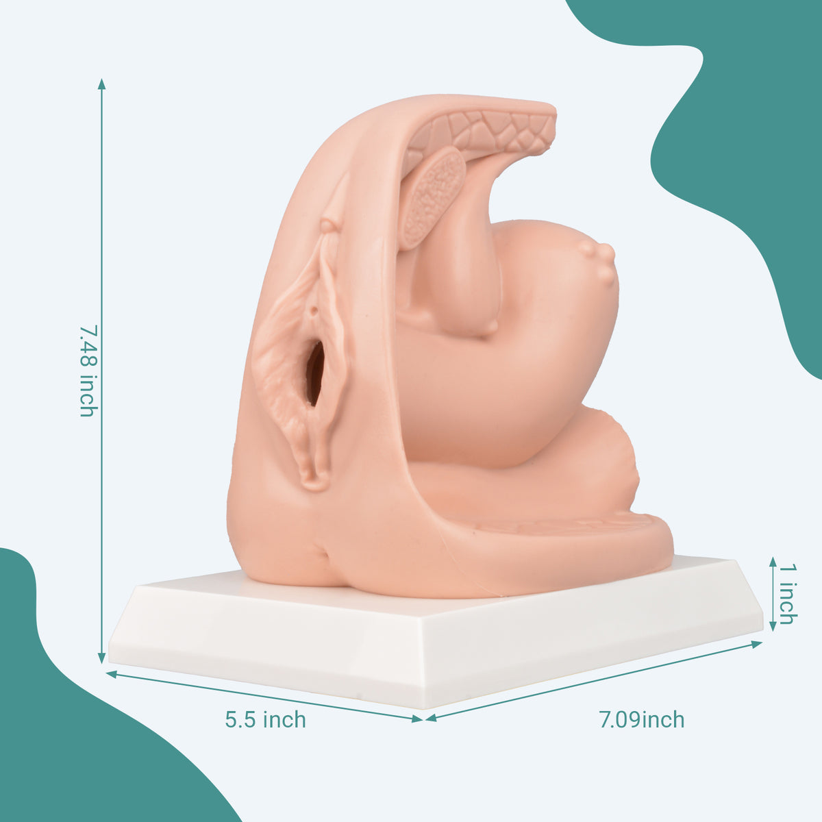 Female Contraceptive Training Model