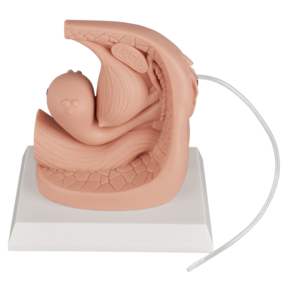 Female Genital Anatomy Model For Catheter Practice