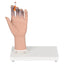 Female Smoker’s Hand Display Model