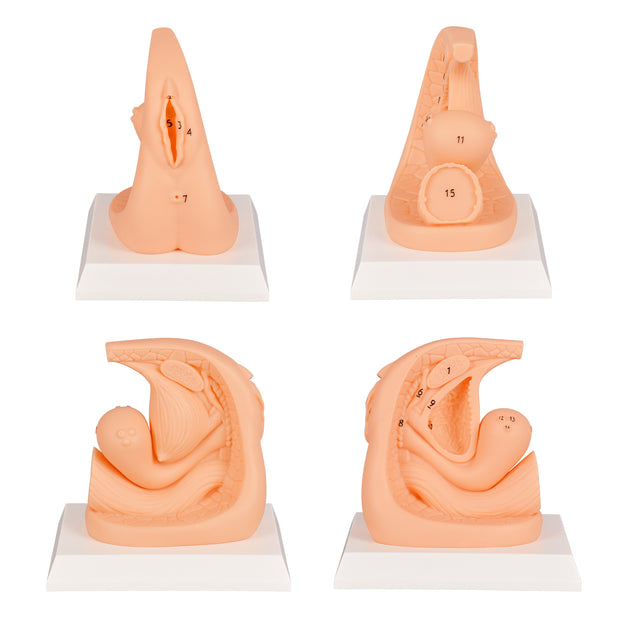Catheterization Models Female Urinary Catheter Catheterization Training Model with Labeled ...