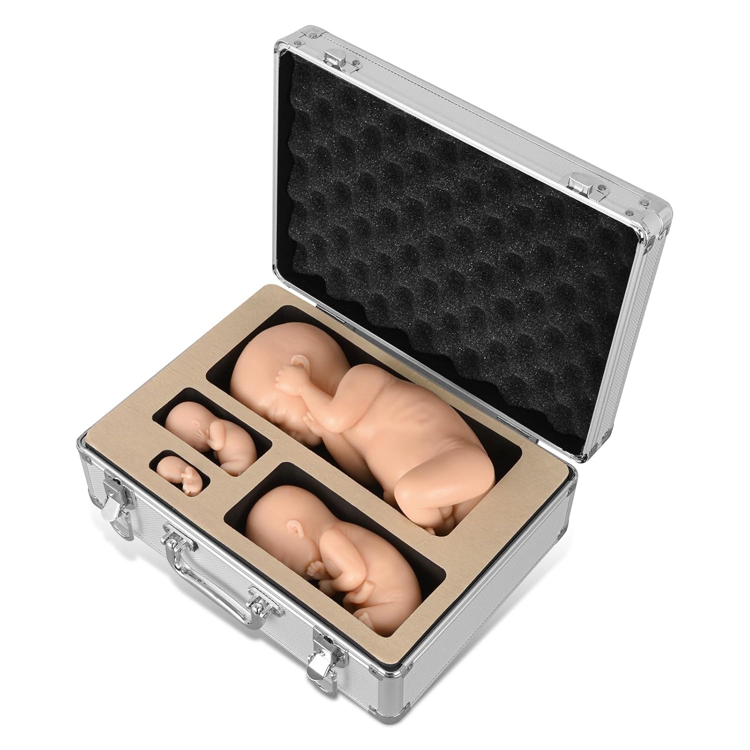 Fetal Development Models Set