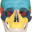 Front View Showing Detailed Colored Cranial Regions