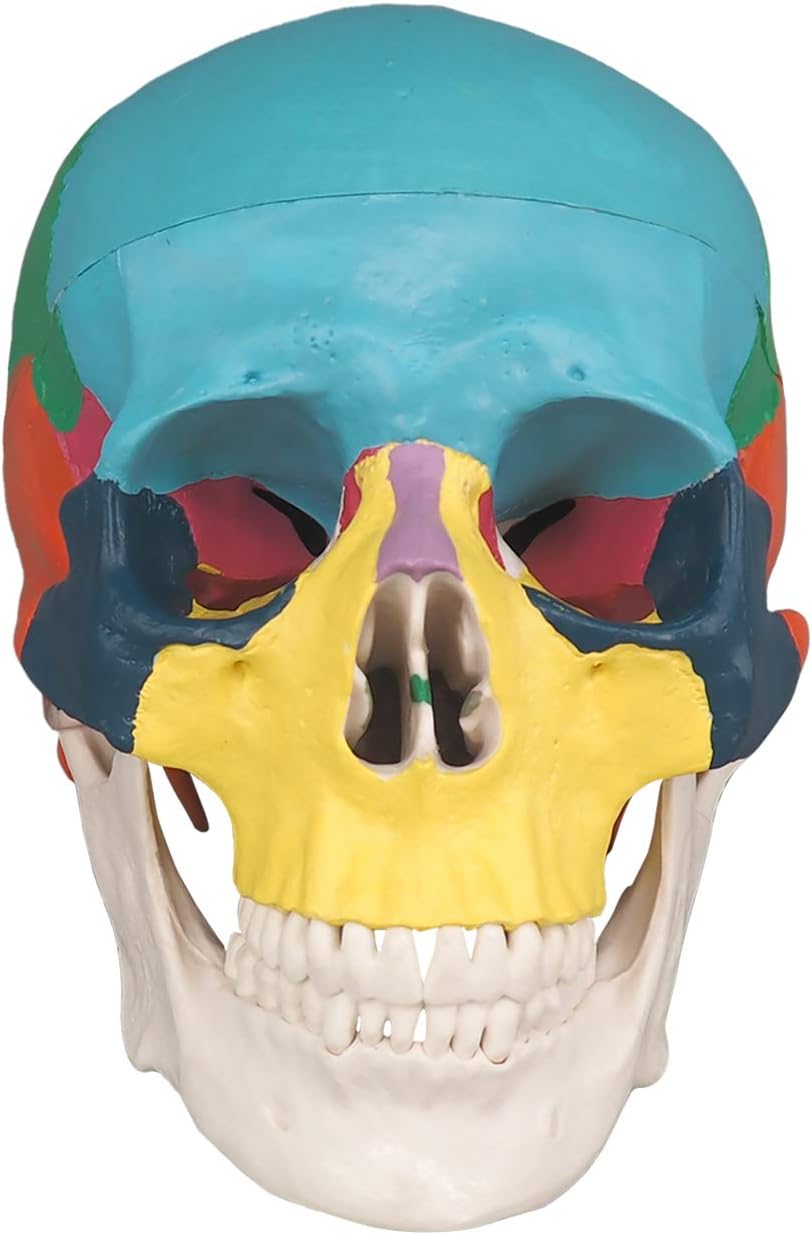Front View Showing Detailed Colored Cranial Regions