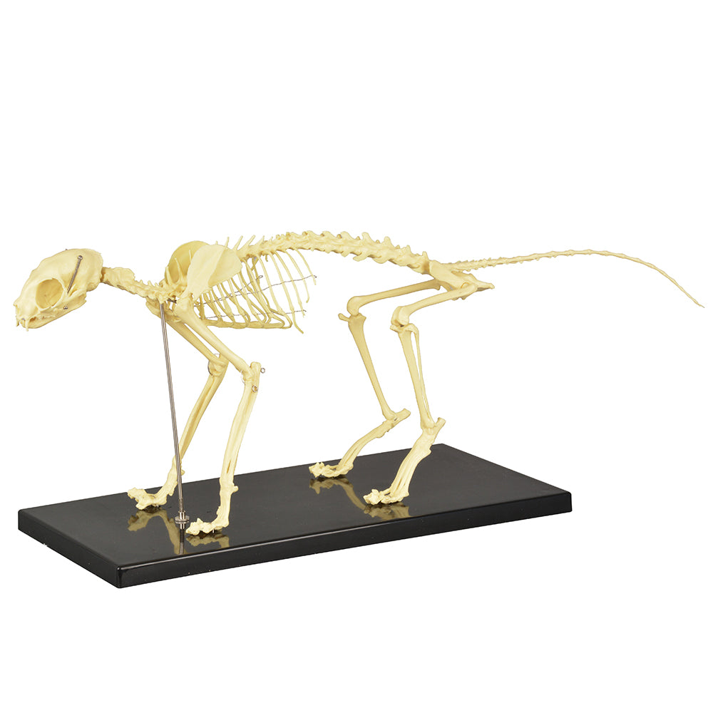 Full Cat Skeleton Model With Sturdy Base