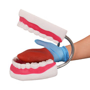 Giant Dental Care Model