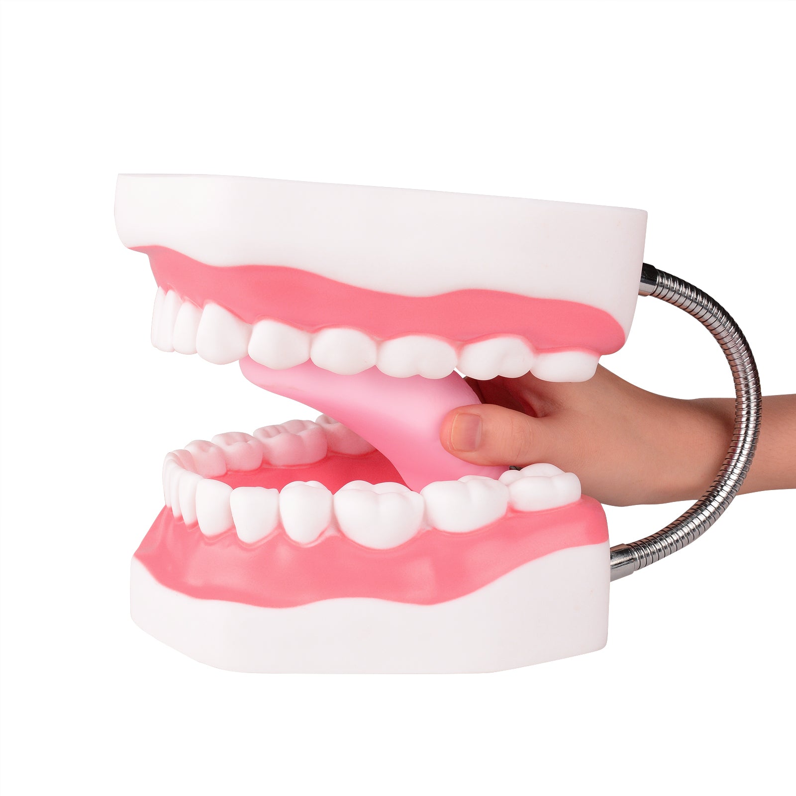 Giant Mouth Model for Speech Therapy with Removable Tongue