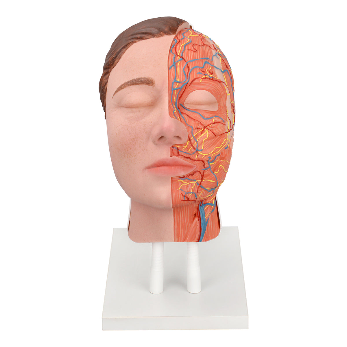 Half-Anatomy Facial Cosmetic Injection Training Model