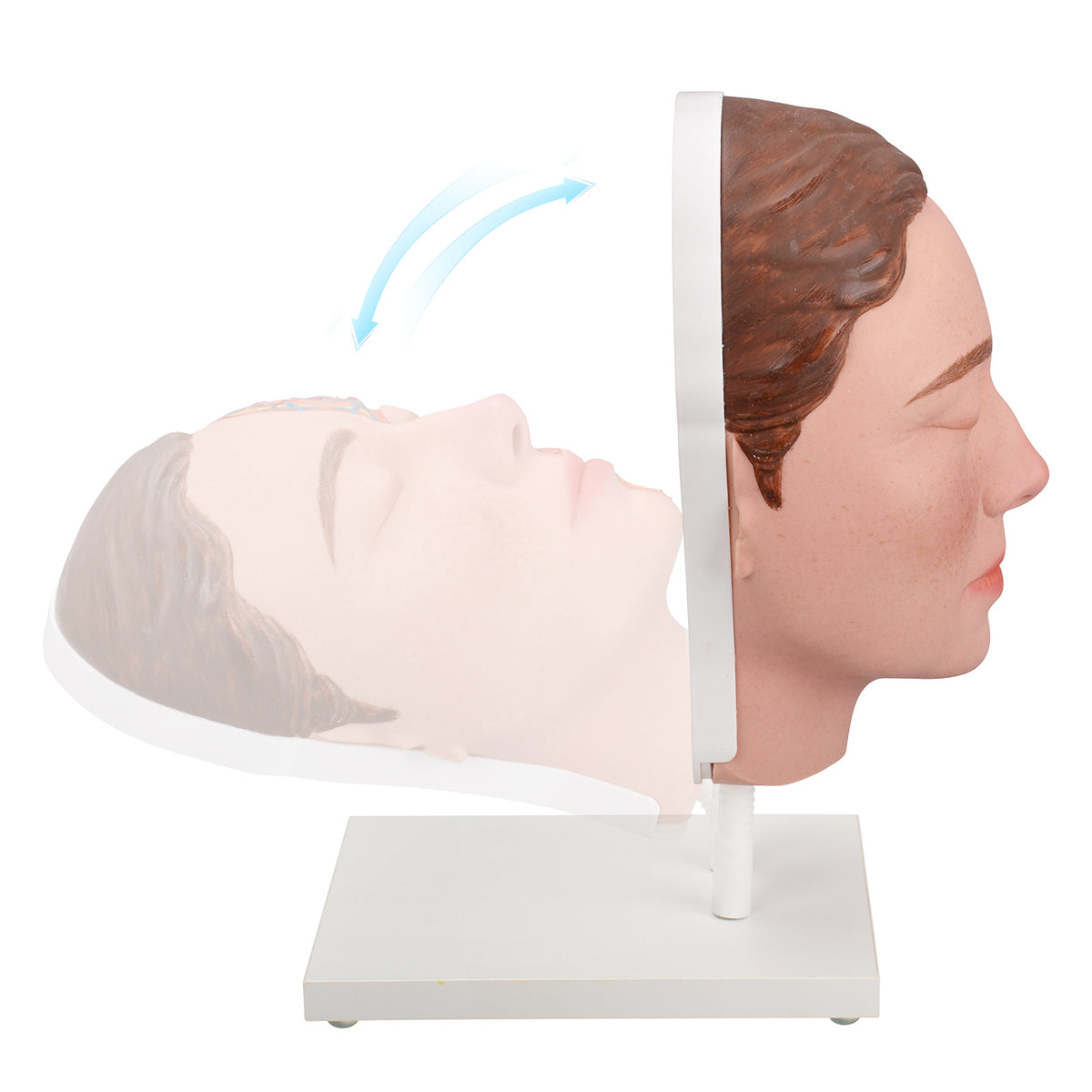 Half-Anatomy Facial Cosmetic Injection Training Model