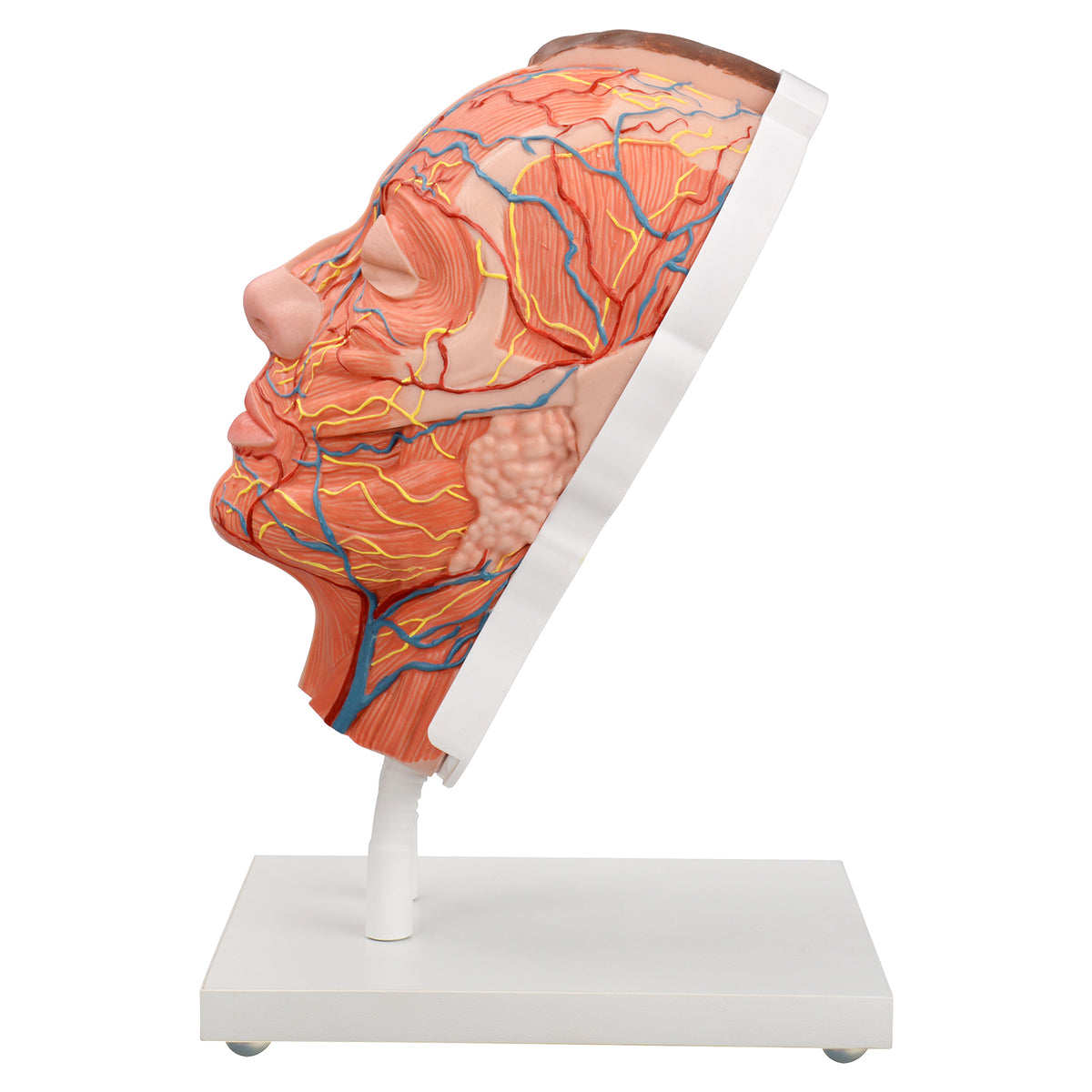 Half-Anatomy Facial Cosmetic Injection Training Model