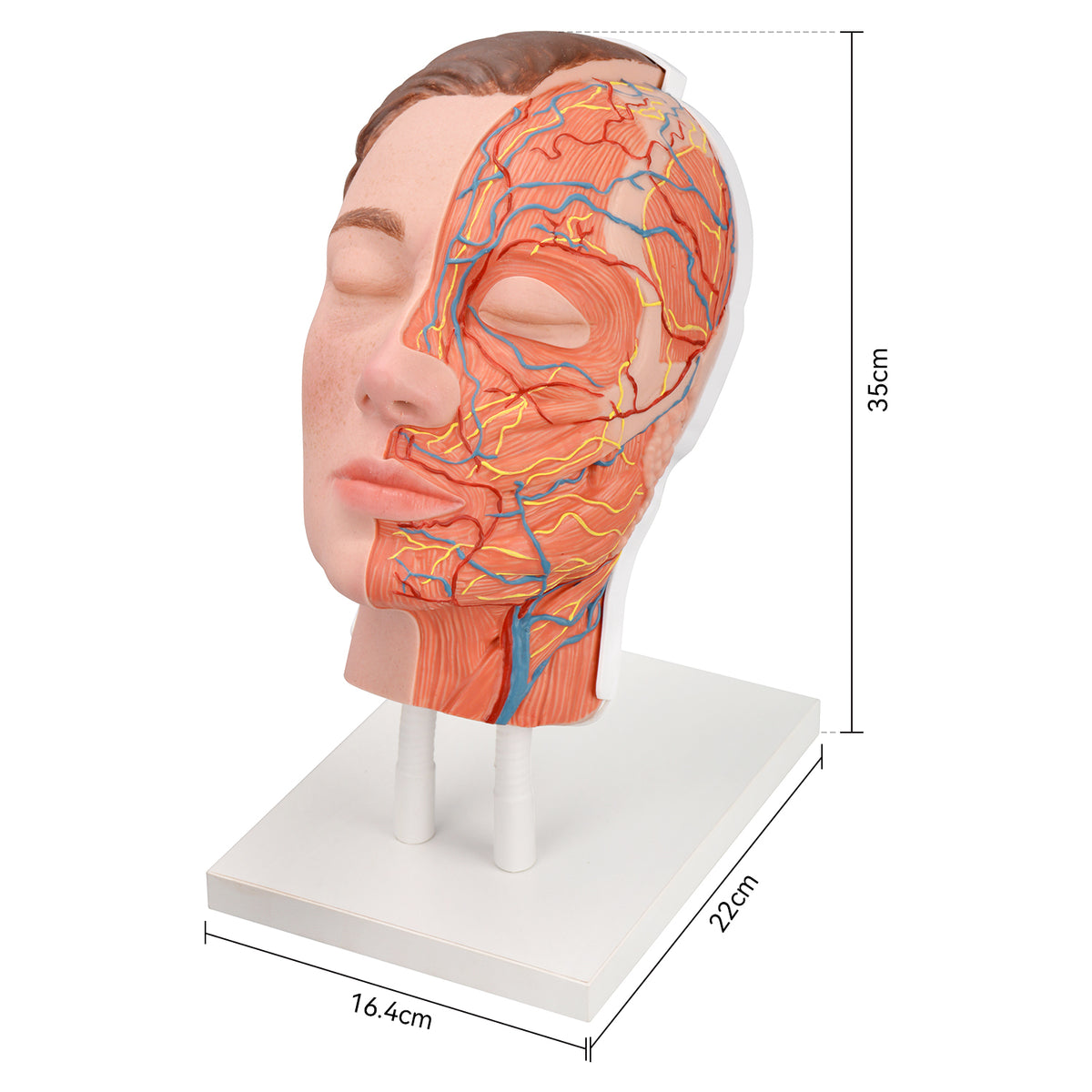 Half-Anatomy Facial Cosmetic Injection Training Model