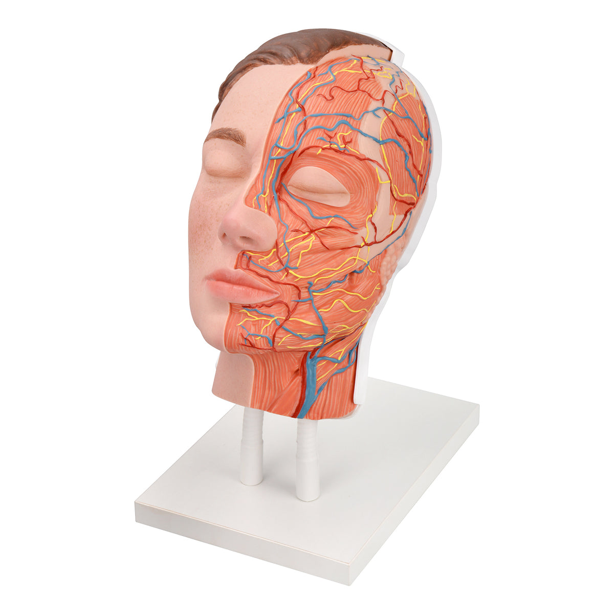 Half-Anatomy Facial Cosmetic Injection Training Model
