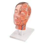 Half-Anatomy Facial Cosmetic Injection Training Model