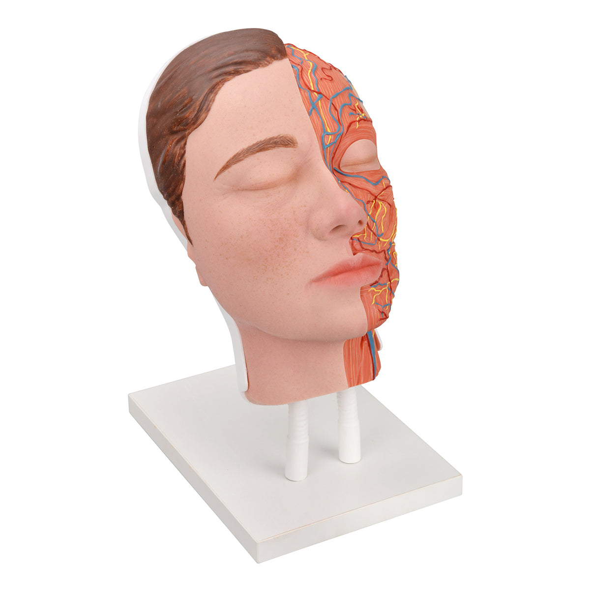 Half-Anatomy Facial Cosmetic Injection Training Model