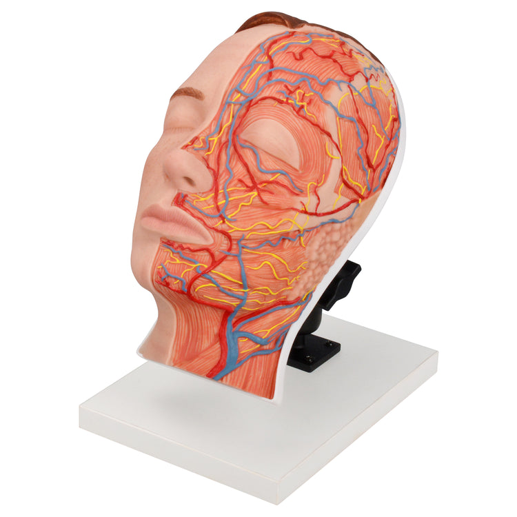 Half Anatomy Facial Injection Manikin with Muscles, Nerves & Vessels