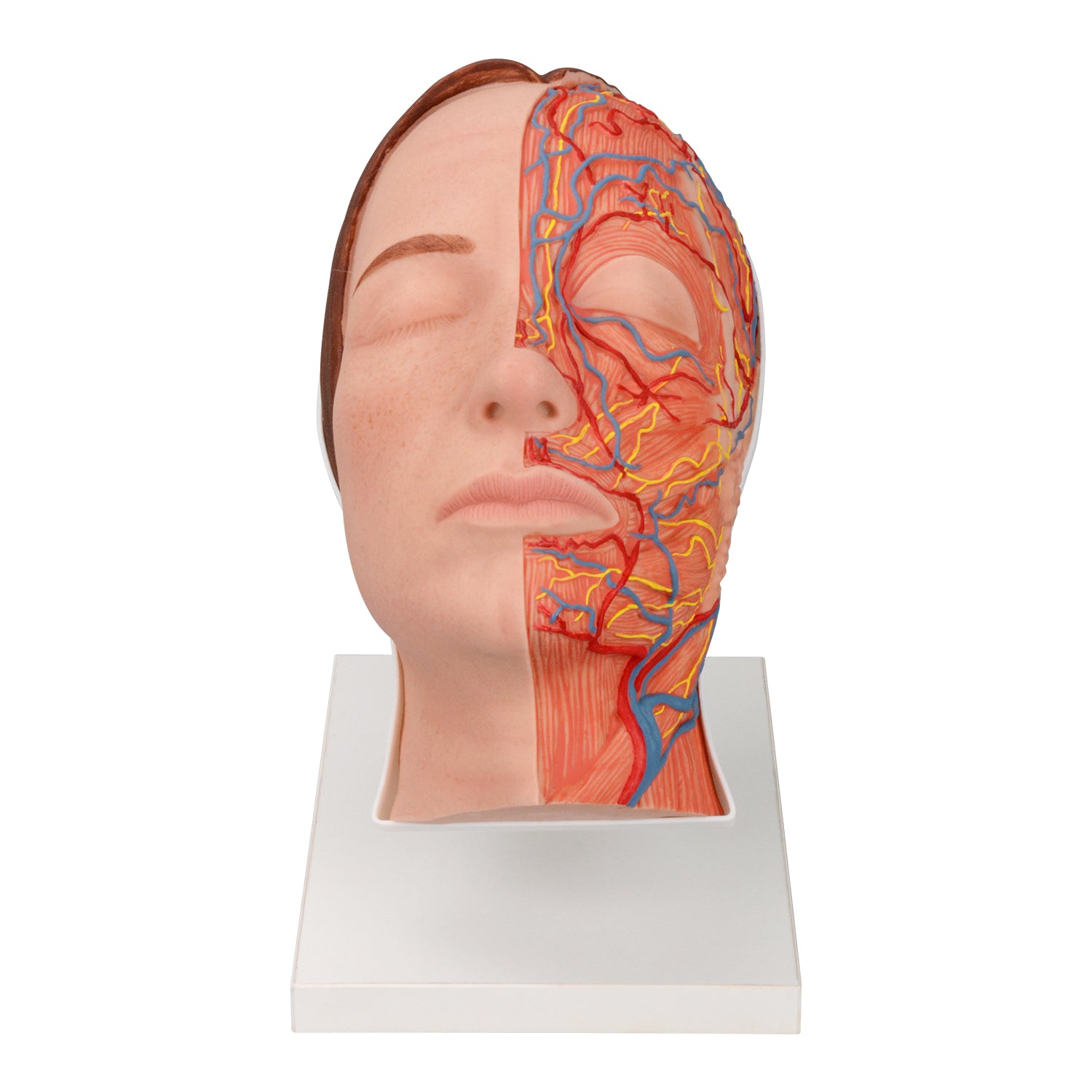 Half Anatomy Facial Injection Training Model