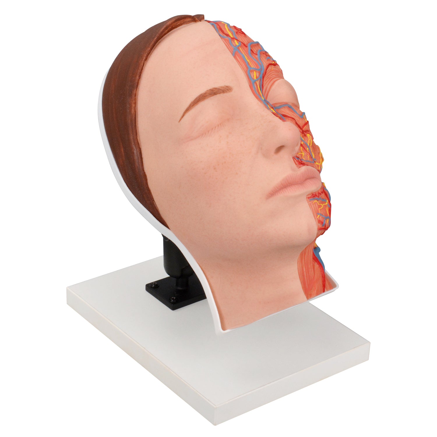 Half Face Neurovascular Anatomy Injection Training Model