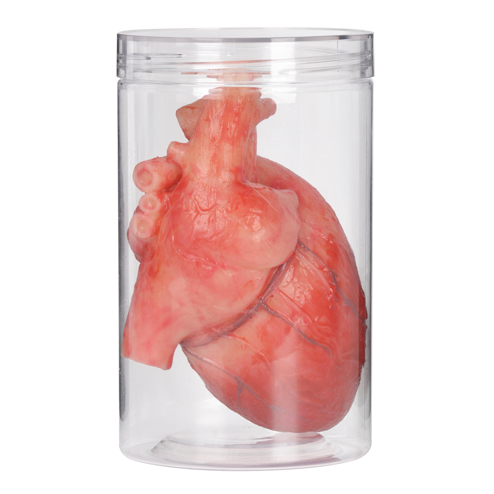 Realistic Lifesize Human Heart Model in Jar – Medarchitect