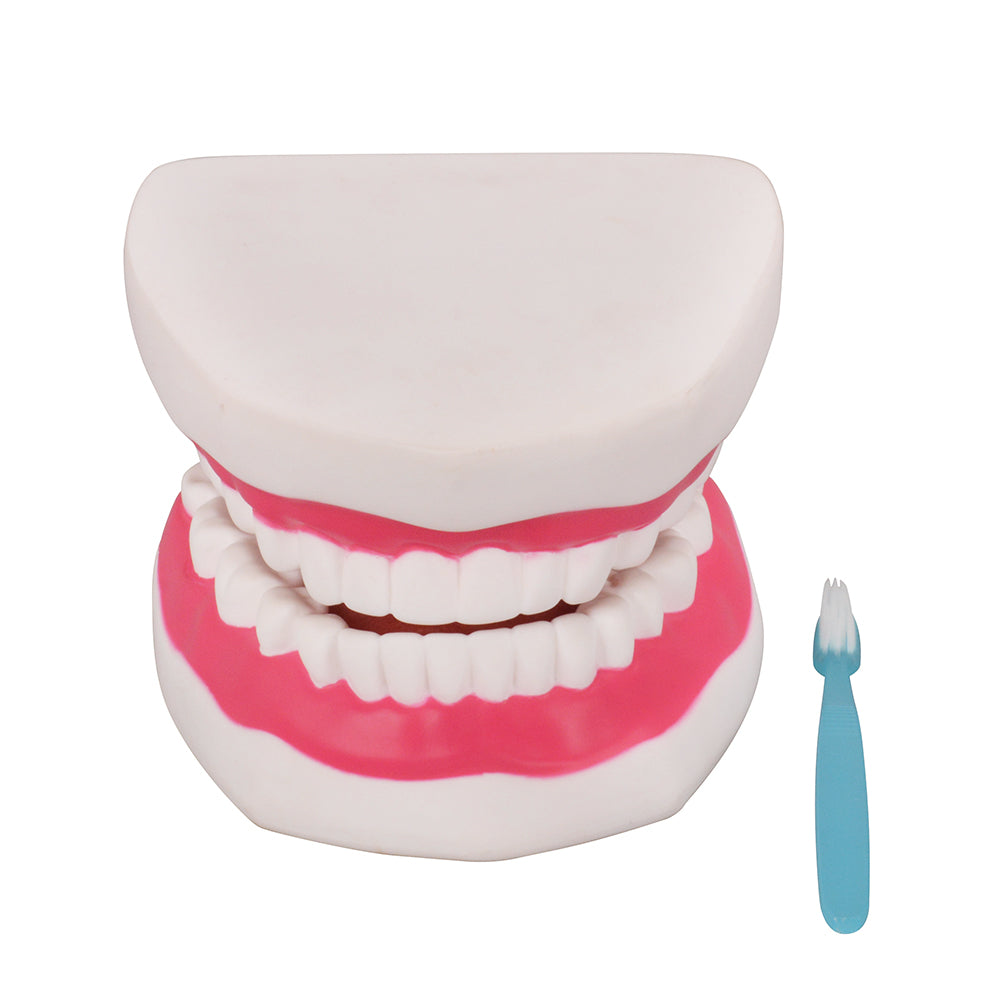 Hand Operated Dental Jaw Model