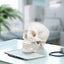 Hands-On Interactive Skull Model For Anatomy Learning