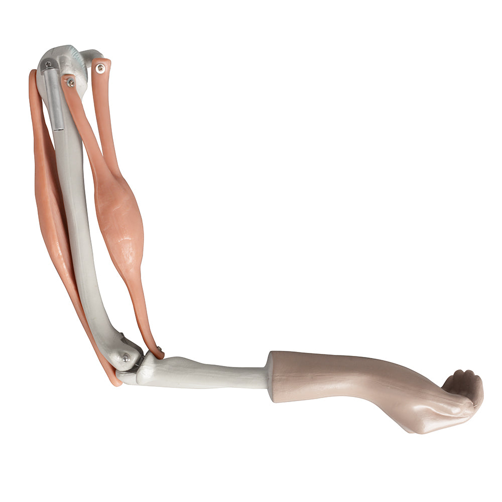 High-Quality PVC Muscled Elbow Model with Acrylic Base