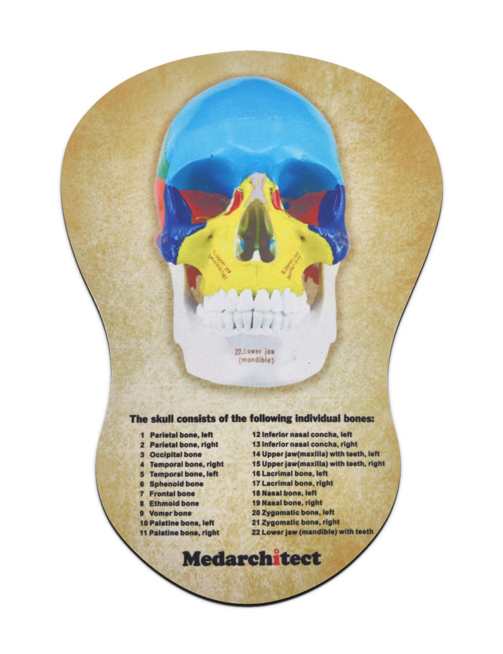 Human Colored Skull Model with Mouse Pad