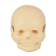 Human Infant Skull Model For Medical Students