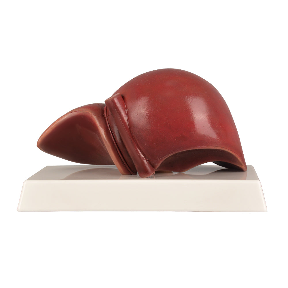 Human Liver Anatomy Model