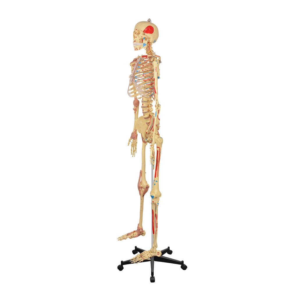 Human Skeleton Model with Stable Rolling Base for Classroom