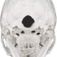 Human Skull Model Base Showing Anatomical Details