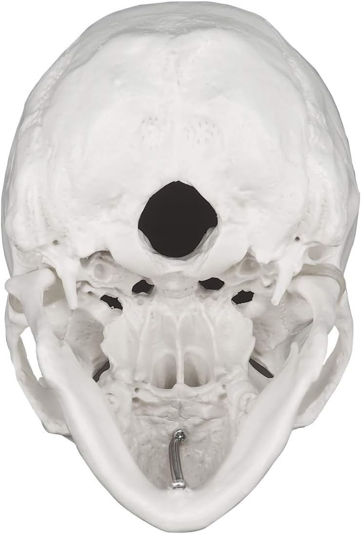 Human Skull Model Base Showing Anatomical Details