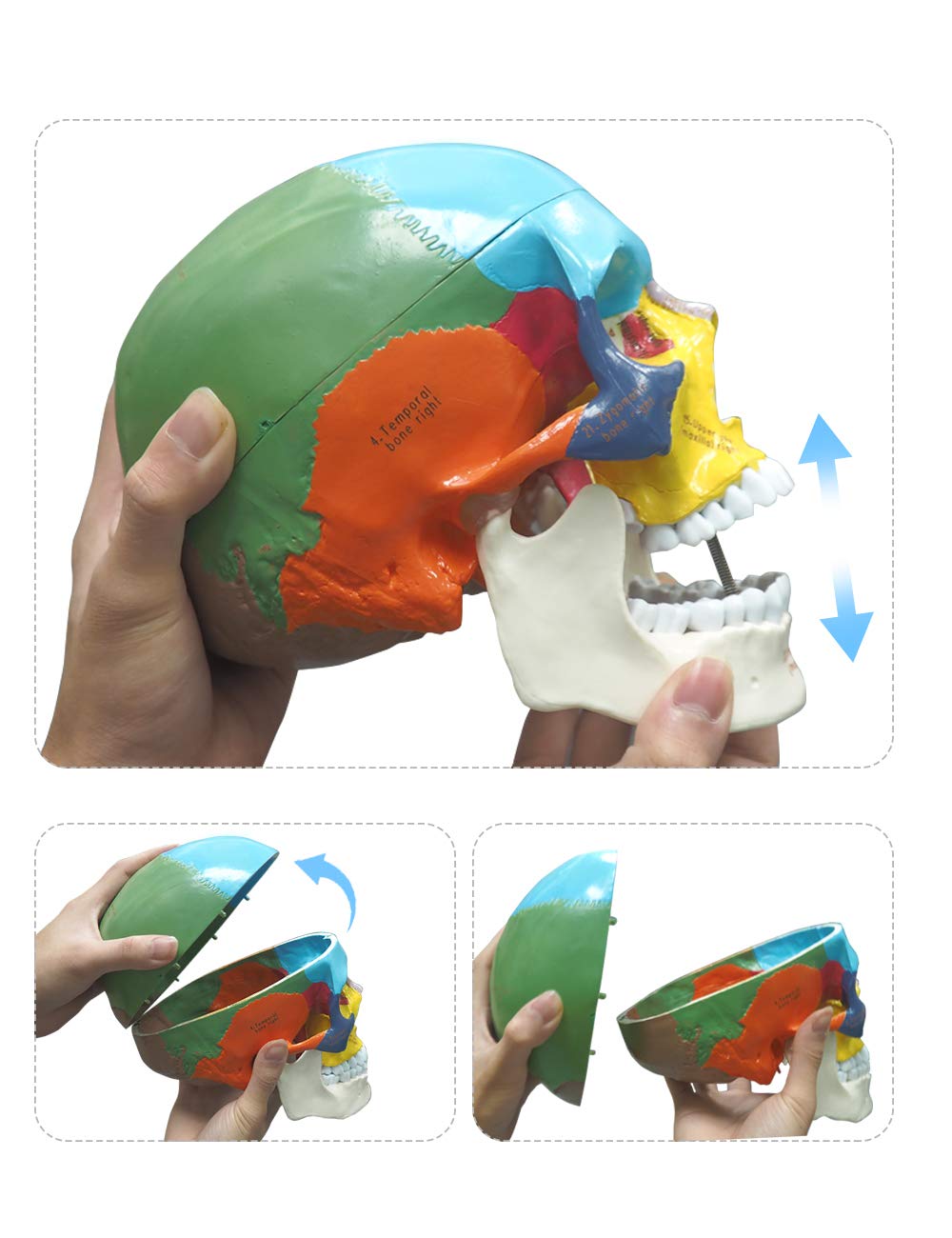 Human Skull Model Displaying Jaw Movement Feature