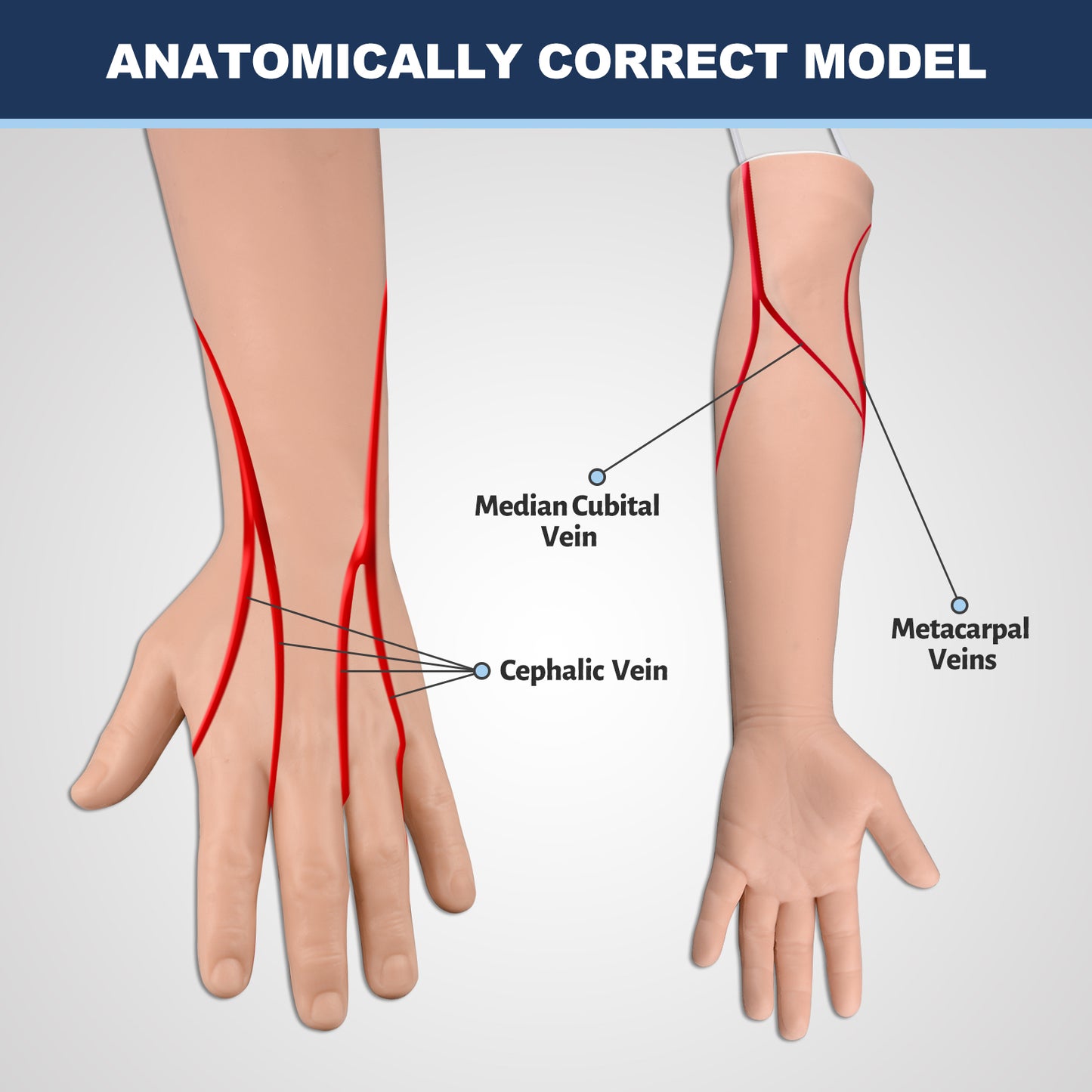 IV Practice Arm with Correct Vessel Anatomy