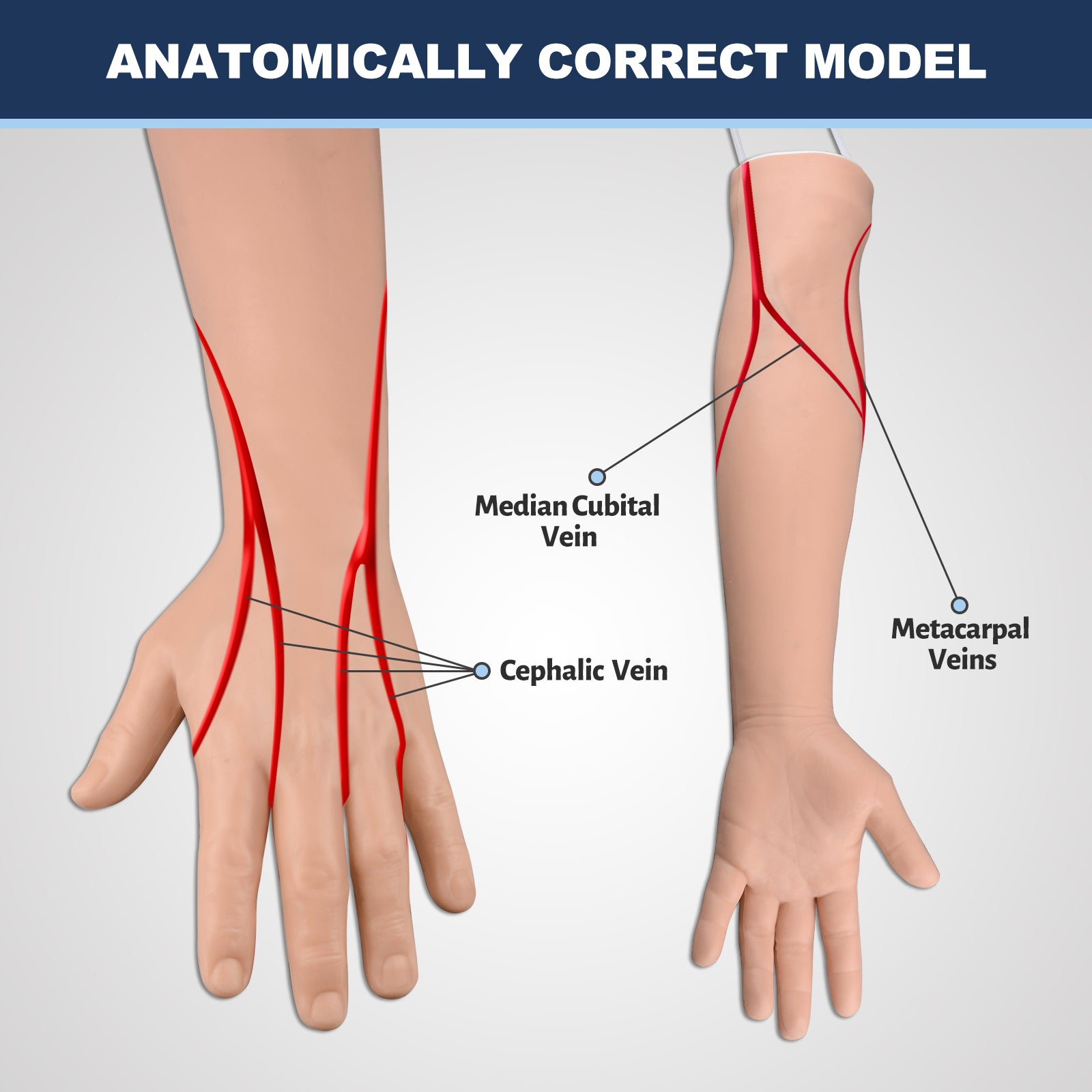 IV Practice Arm with Correct Vessel Anatomy
