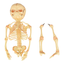 Infant Bone Structure Demonstration Model