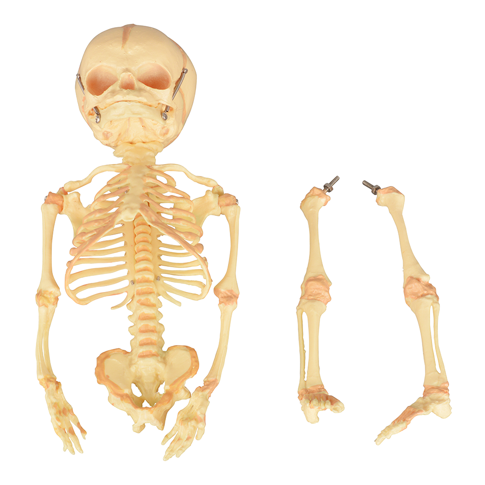 Infant Bone Structure Demonstration Model