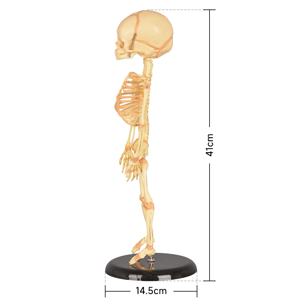 Infant Skeleton Anatomy Model