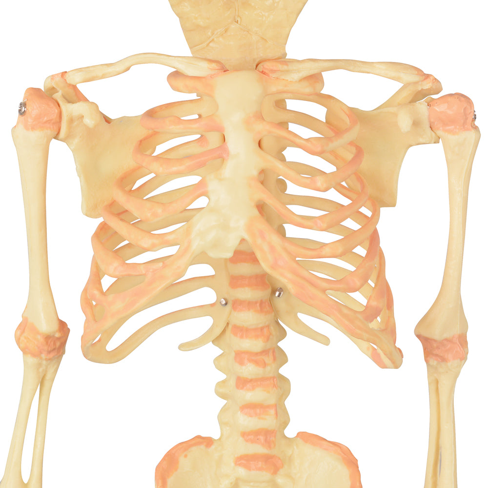 Infant Skeleton Educational Tool for Medical Training